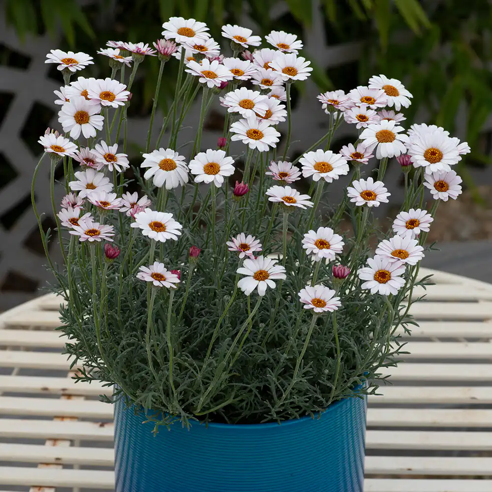 🌼 ΡΟΔΑΝΘΕΜΟ – Rhodanthemum sp - 2